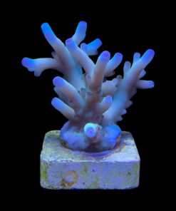 Granulosa Northern Lights M
