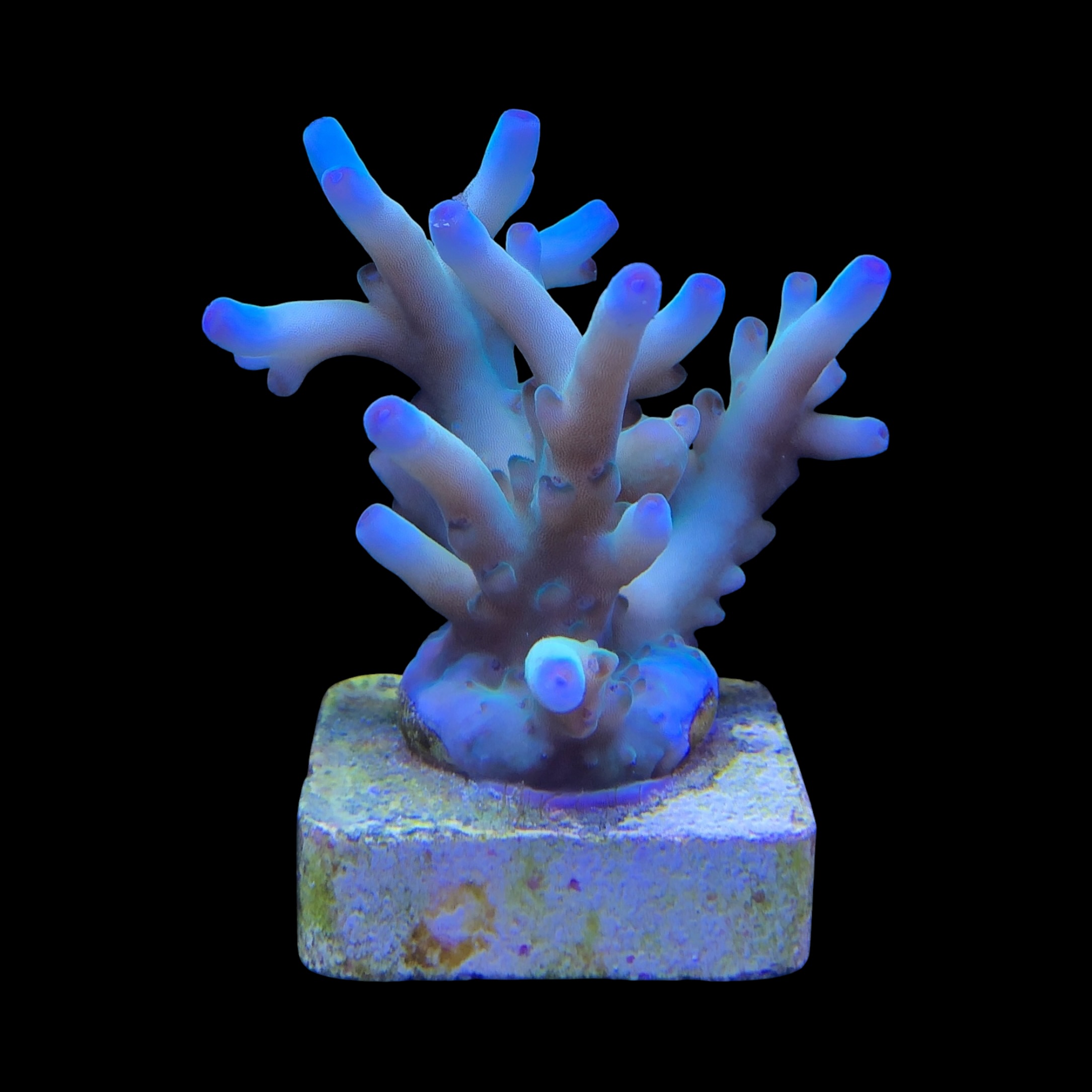 Granulosa Northern Lights M