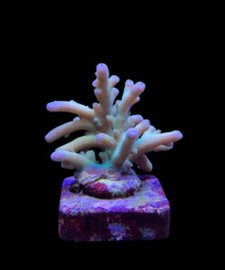 Granulosa Northern Lights M