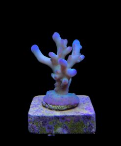 Granulosa Northen Light M