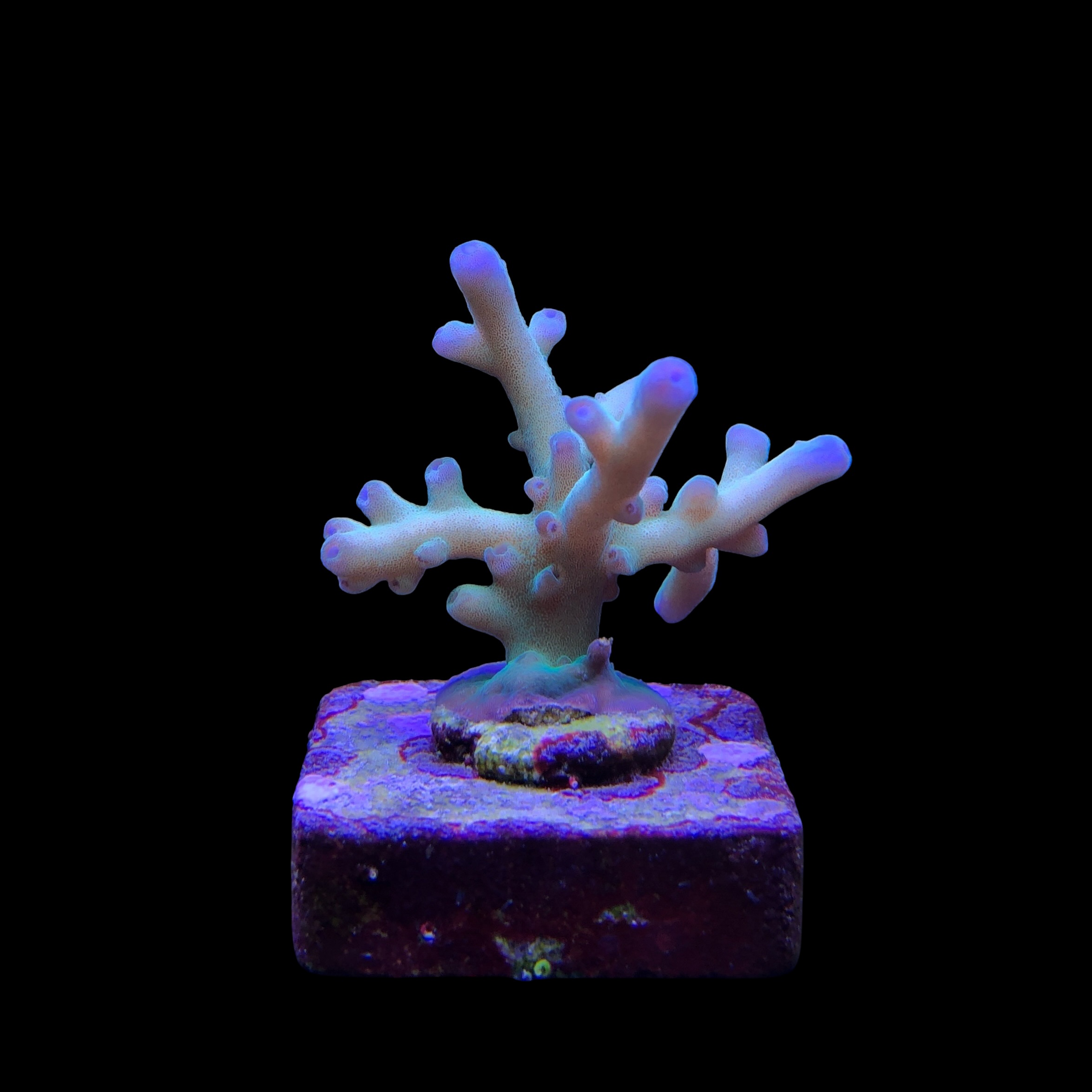 Granulosa Northen Light M