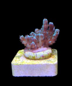 Alternative view of Guava P