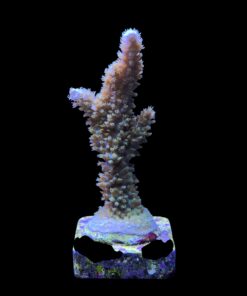 Alternative view of Horrida Green M