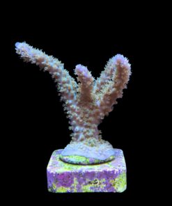 Alternative view of Horrida Purple G