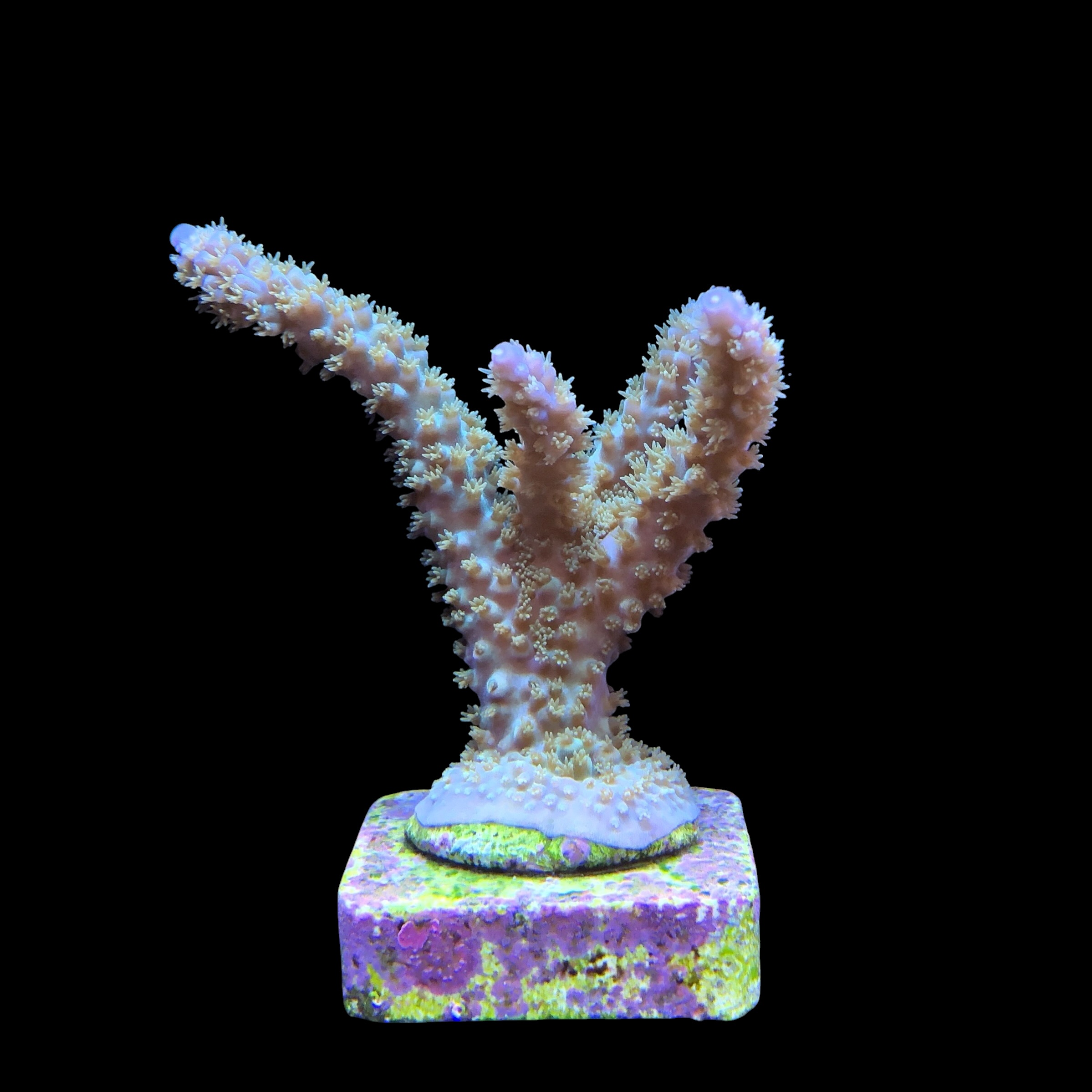 Horrida Purple G - Imagem 2