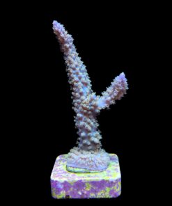 Alternative view of Horrida Purple M