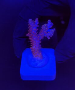 Red Metalic M