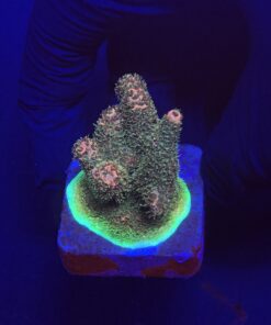 Millepora Blaze M