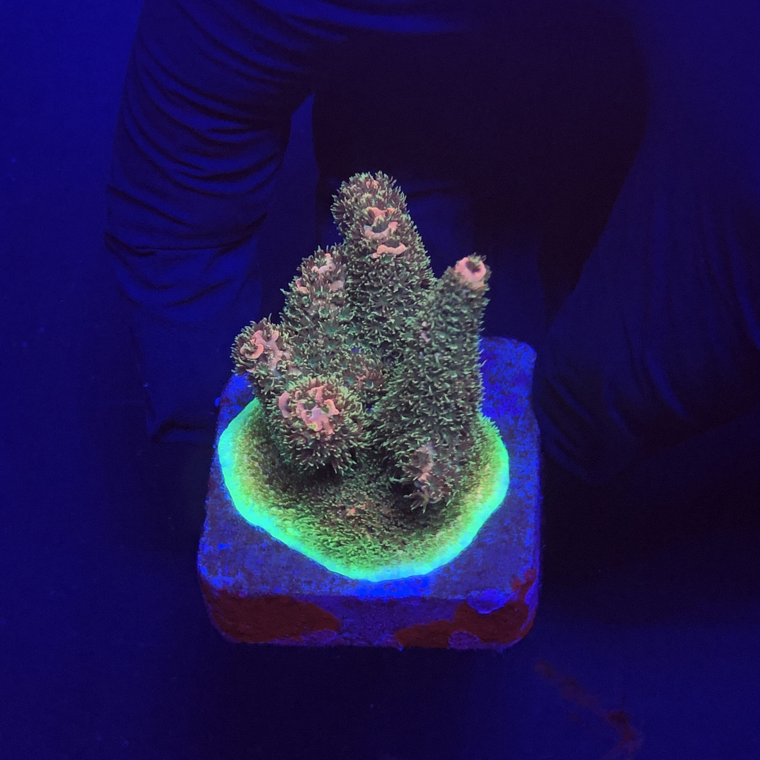 Millepora Blaze M