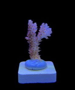 Alternative view of Red Metalic M