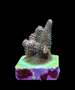 Alternative view of Millepora Blaze M