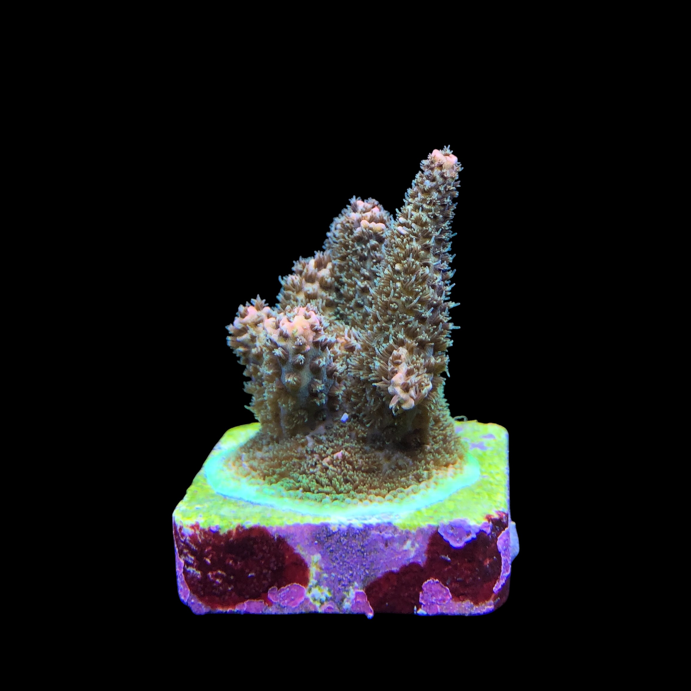 Millepora Blaze M - Imagem 2