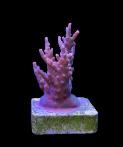 Alternative view of Insignis M
