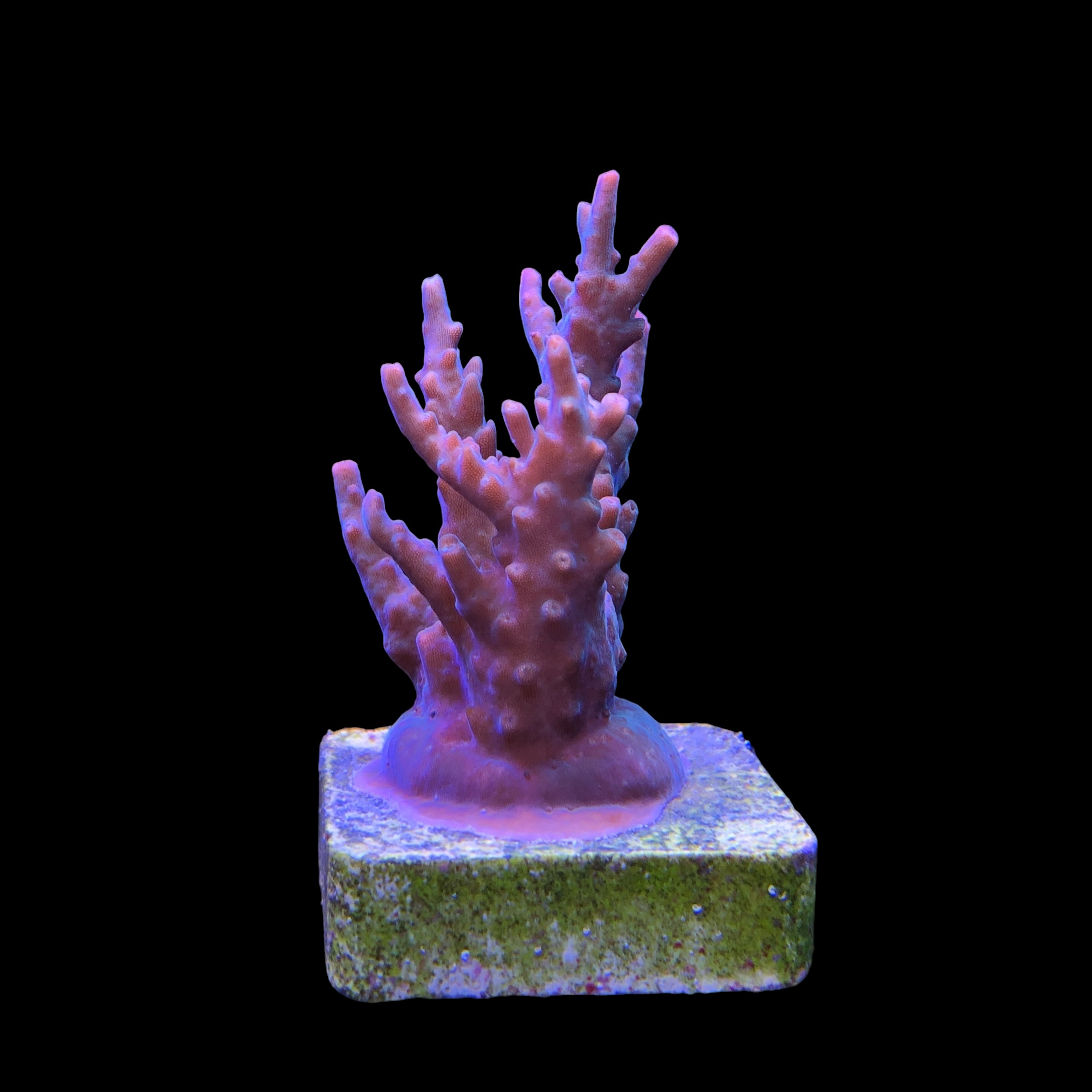 Insignis M - Imagem 2