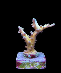 Alternative view of Jaw Dropper M