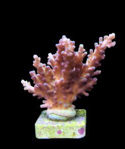 Alternative view of Jaw Dropper Mini Colônia