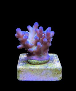 Alternative view of Lorips Blue Tips M