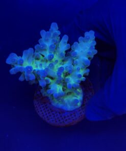 Lorips Blue Tips Mini Colônia