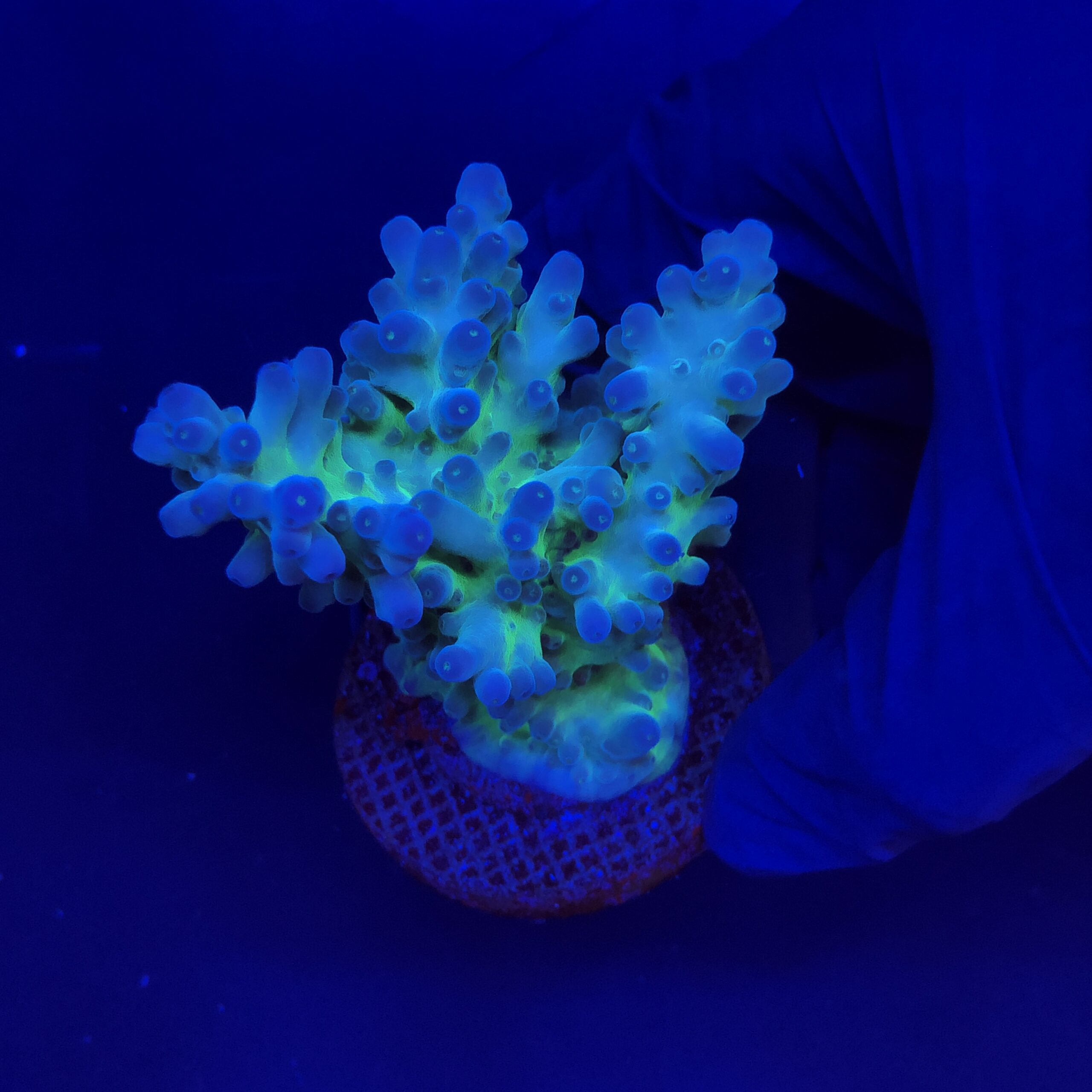 Lorips Blue Tips Mini Colônia