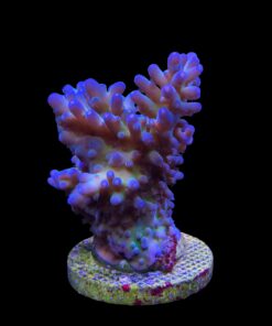 Alternative view of Lorips Blue Tips Mini Colônia