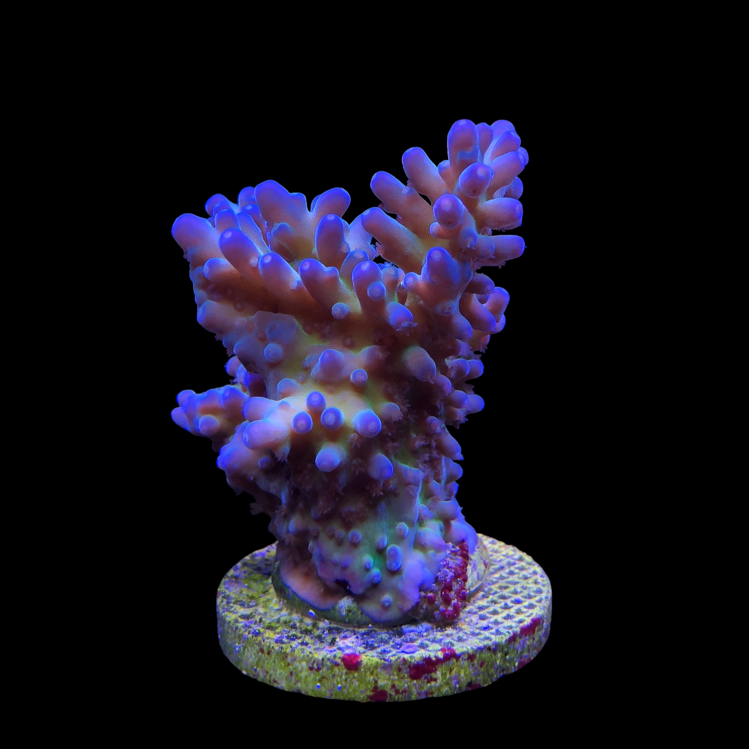 Lorips Blue Tips Mini Colônia - Imagem 2