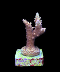 Alternative view of Lorips Strawberry M
