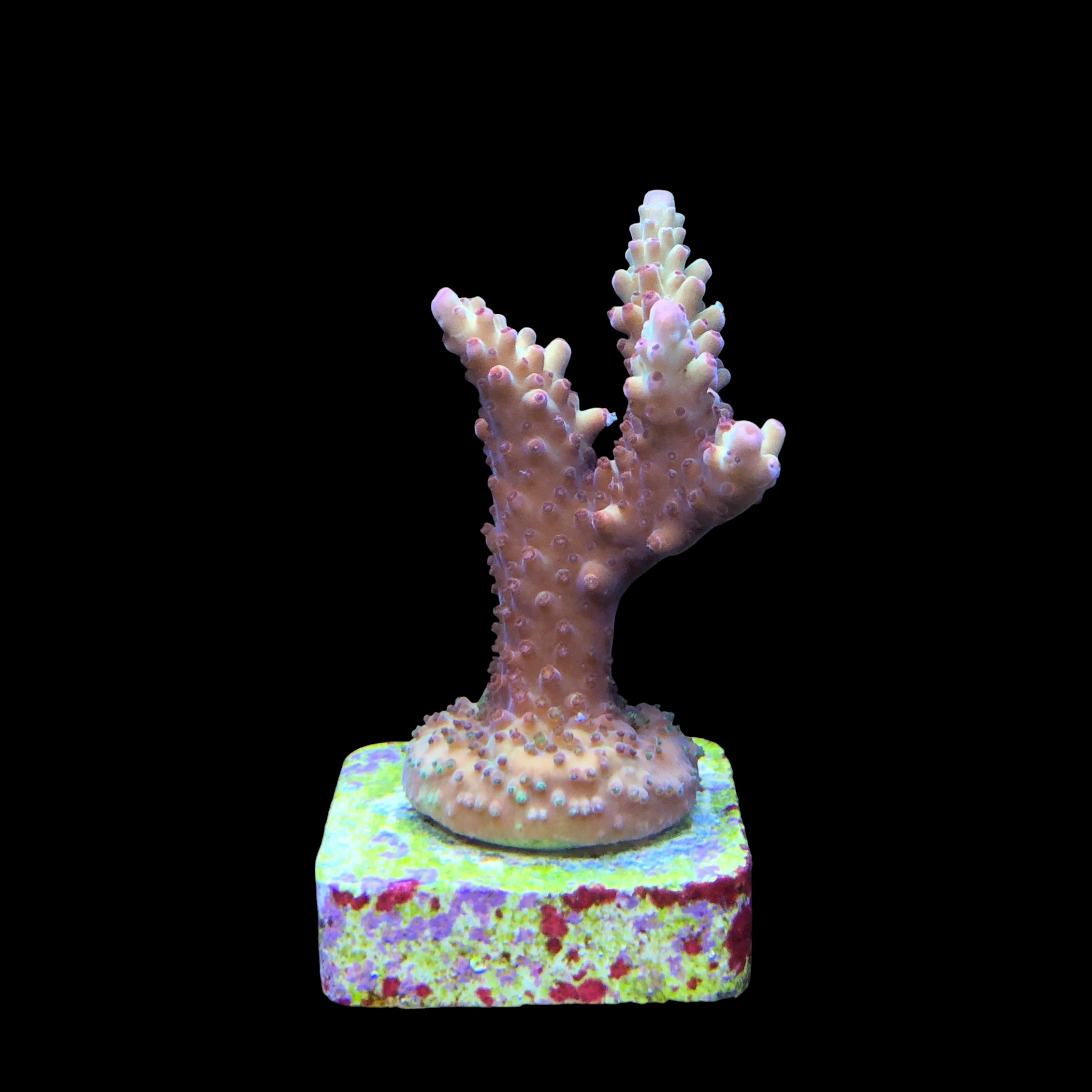 Lorips Strawberry M - Imagem 2
