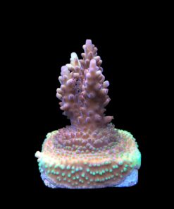 Alternative view of Lorips Strawberry M