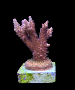 Alternative view of Lorips Strawberry M