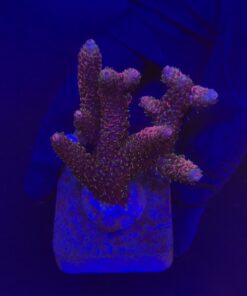 Millepora Dragon Fruit G