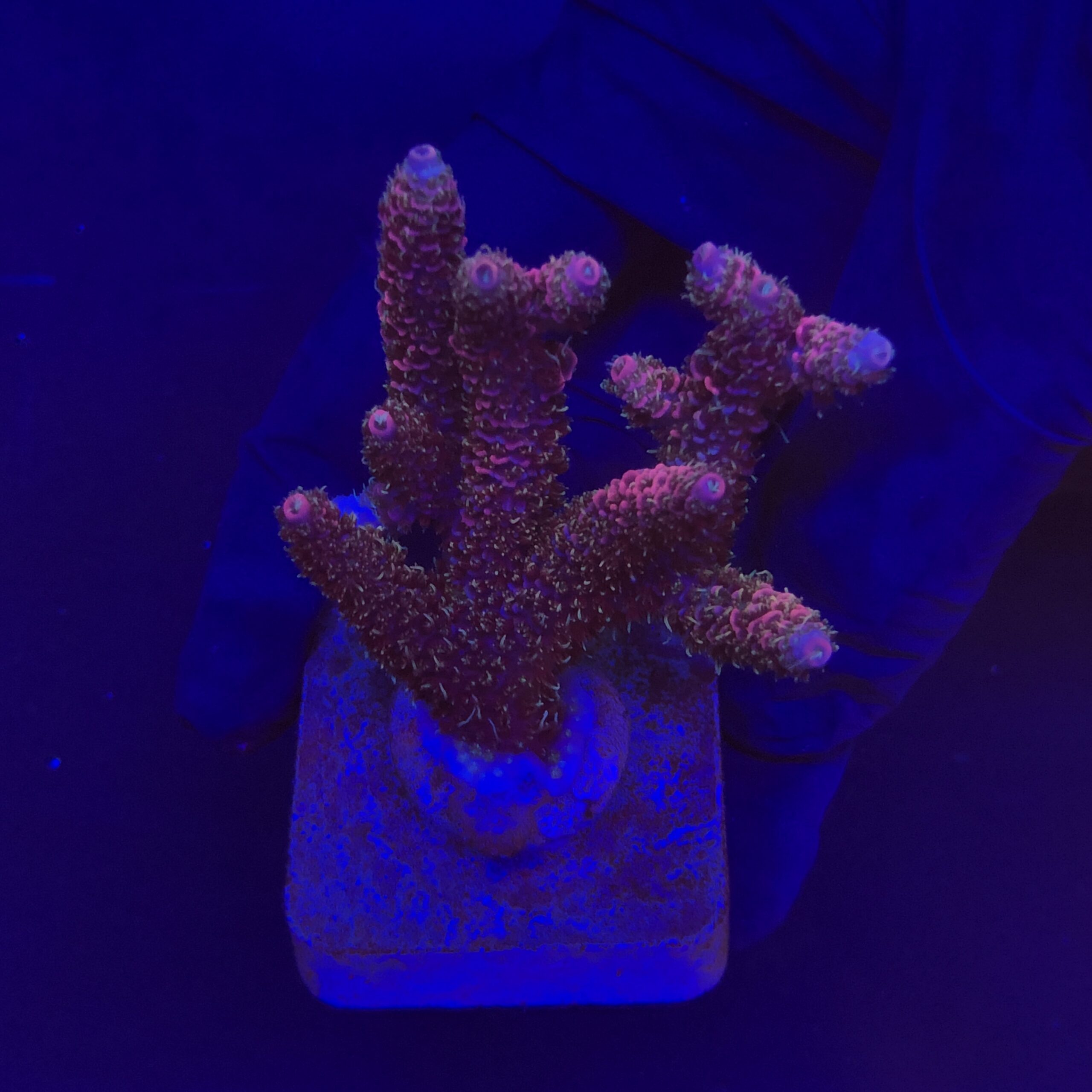 Millepora Dragon Fruit G