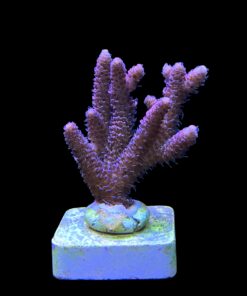 Alternative view of Millepora Dragon Fruit G