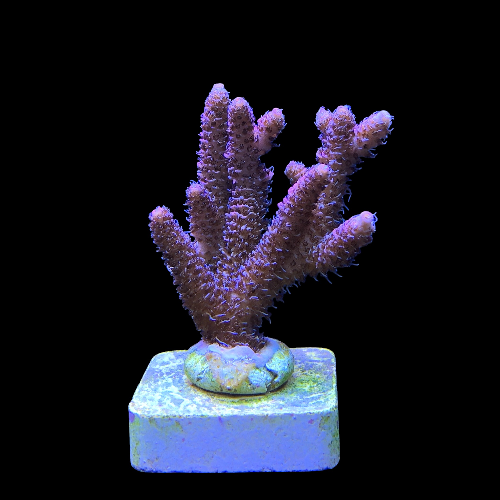 Millepora Dragon Fruit G - Imagem 2
