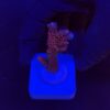 Millepora Dragon Fruit M