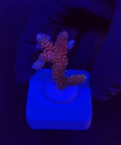 Millepora Dragon Fruit M