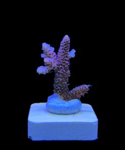 Alternative view of Millepora Dragon Fruit M