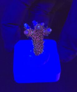 Millepora Dragon Fruit M