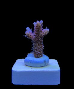 Alternative view of Millepora Dragon Fruit M