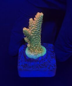 Millepora Orange Yellow Tips M