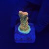 Millepora Orange Yellow Tips M
