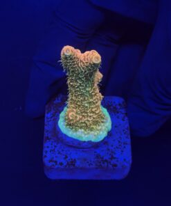 Millepora Orange Yellow Tips M