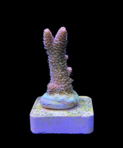 Alternative view of Millepora Orange Yellow Tips M