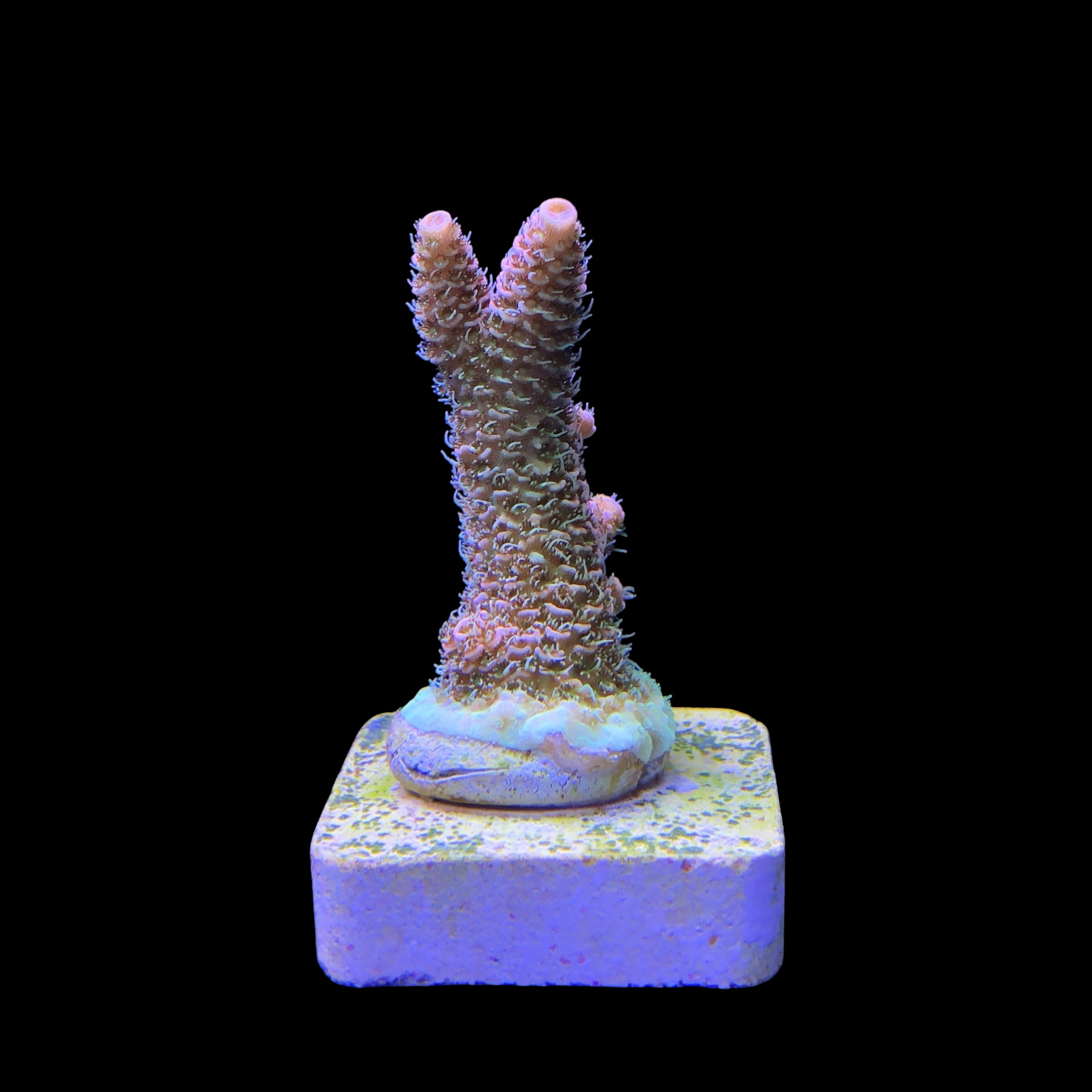 Millepora Orange Yellow Tips M - Imagem 2