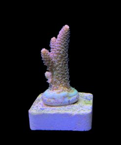 Alternative view of Millepora Orange Yellow Tips M