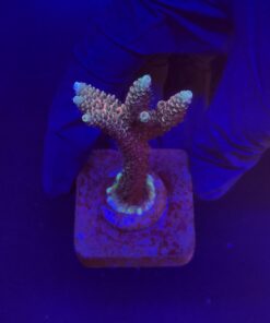 Millepora Tricolor M