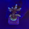 Millepora Tricolor M