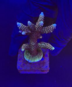 Millepora Tricolor M