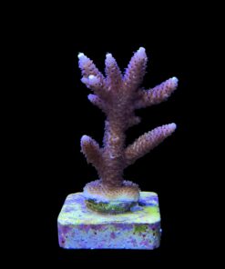 Alternative view of Millepora Tricolor M