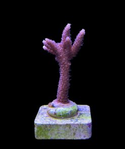 Alternative view of Millepora Tricolor M