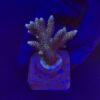 Millepora Tricolor M